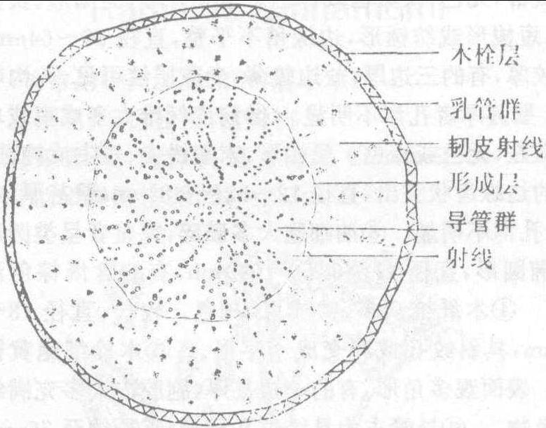 531. 桔梗